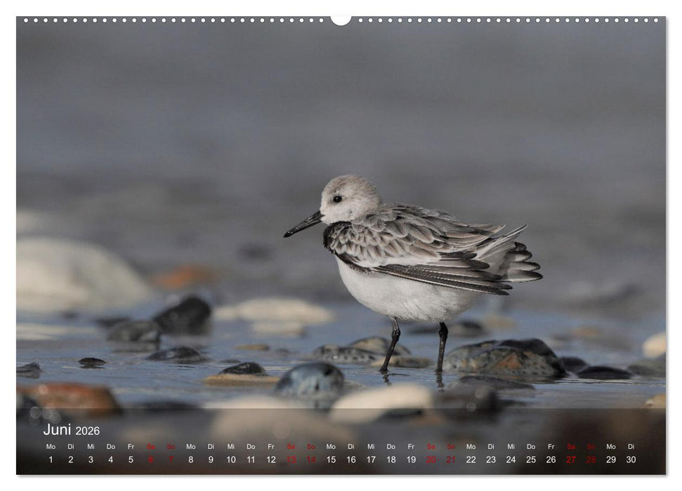 Wilde Vogelwelt Helgoland (CALVENDO Premium Wandkalender 2026)