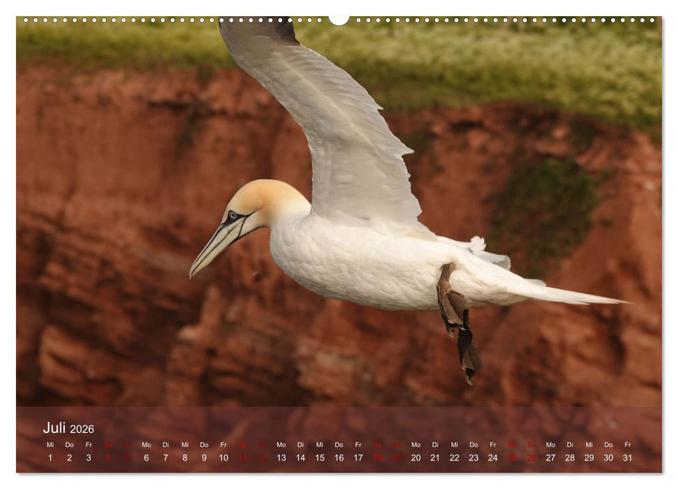 Wilde Vogelwelt Helgoland (CALVENDO Premium Wandkalender 2026)