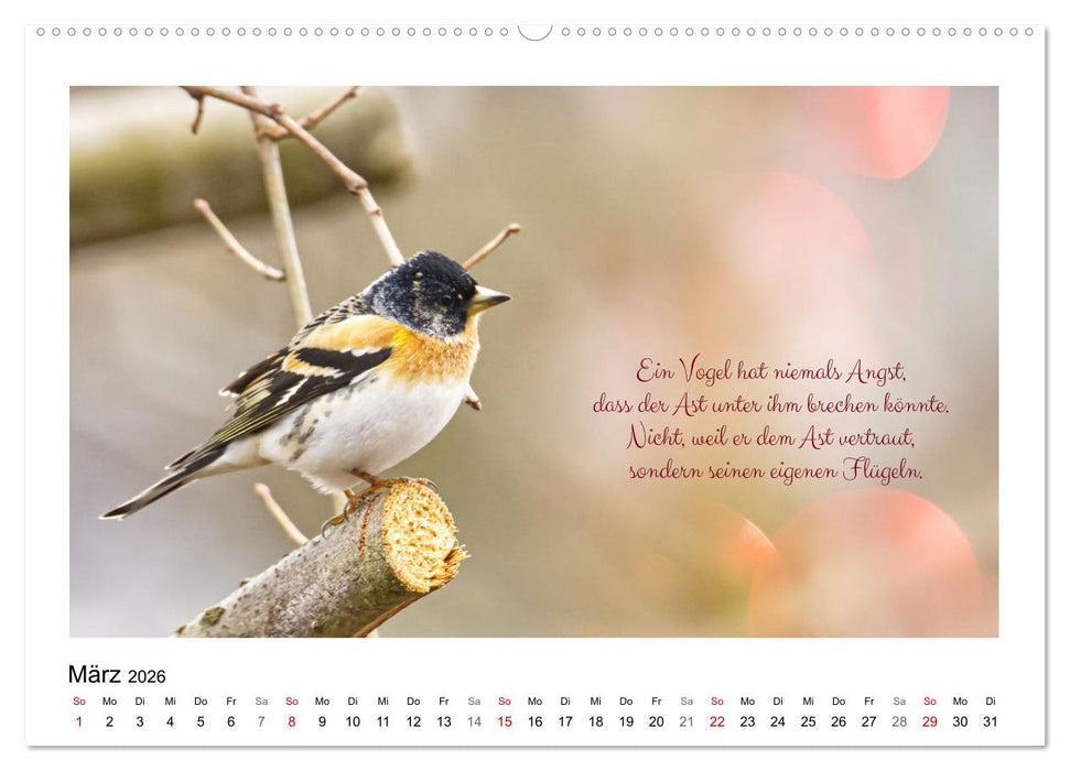 Vögel und geflügelte Worte (CALVENDO Wandkalender 2026)