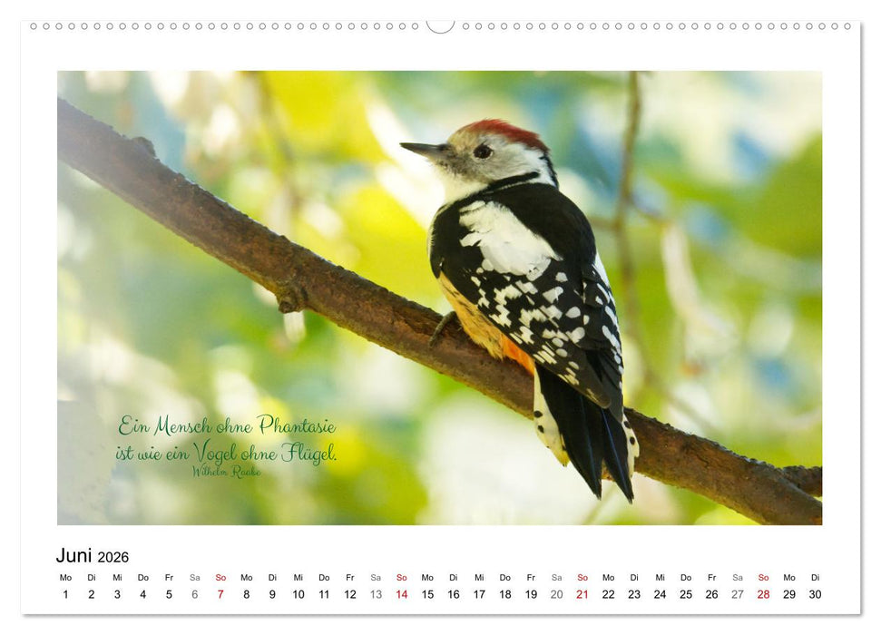 Vögel und geflügelte Worte (CALVENDO Wandkalender 2026)
