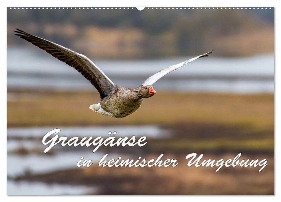 Graugänse in heimischer Umgebung (CALVENDO Wandkalender 2026)