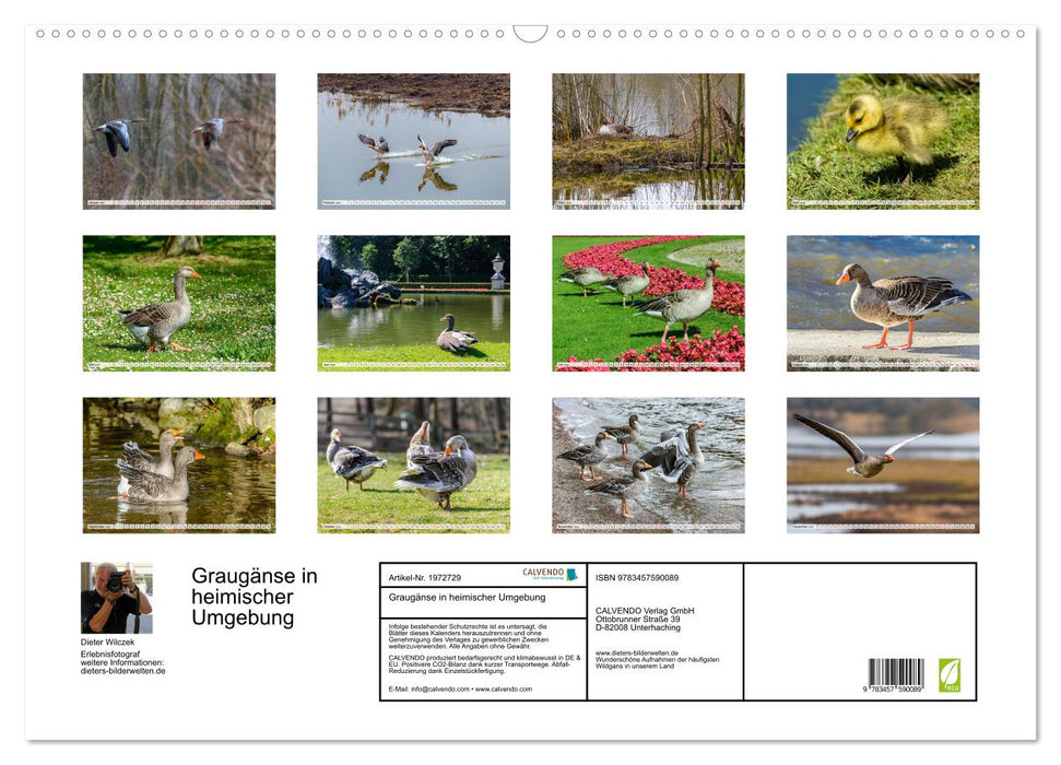 Graugänse in heimischer Umgebung (CALVENDO Wandkalender 2026)