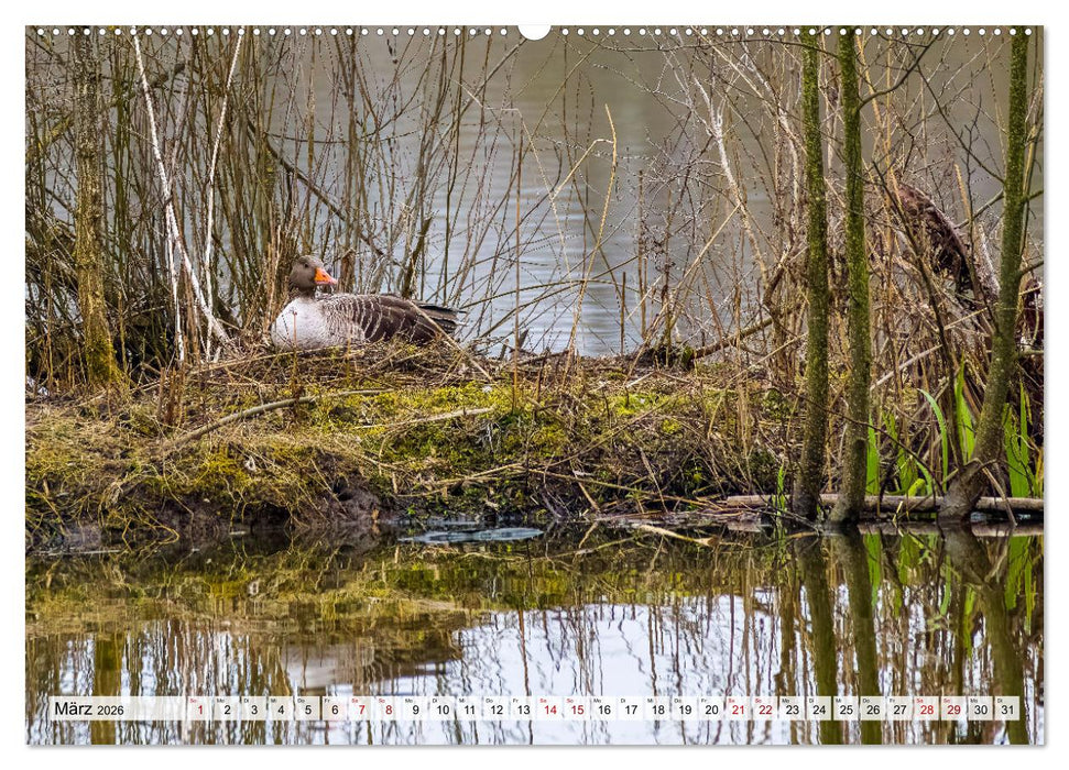 Graugänse in heimischer Umgebung (CALVENDO Wandkalender 2026)