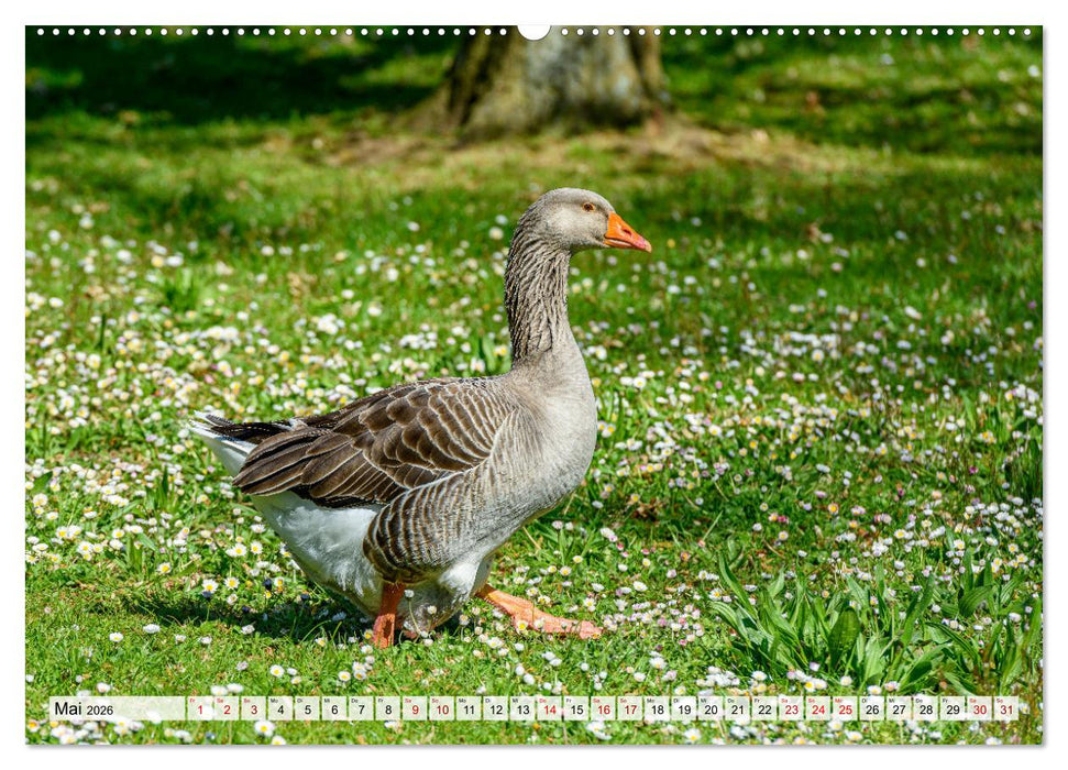 Graugänse in heimischer Umgebung (CALVENDO Wandkalender 2026)