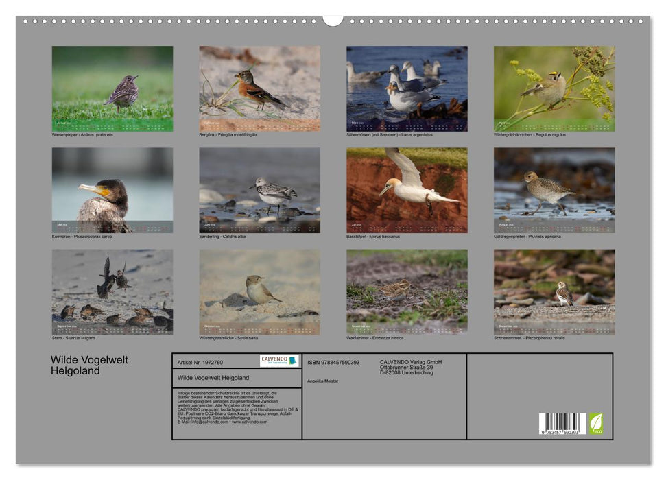 Wilde Vogelwelt Helgoland (CALVENDO Wandkalender 2026)