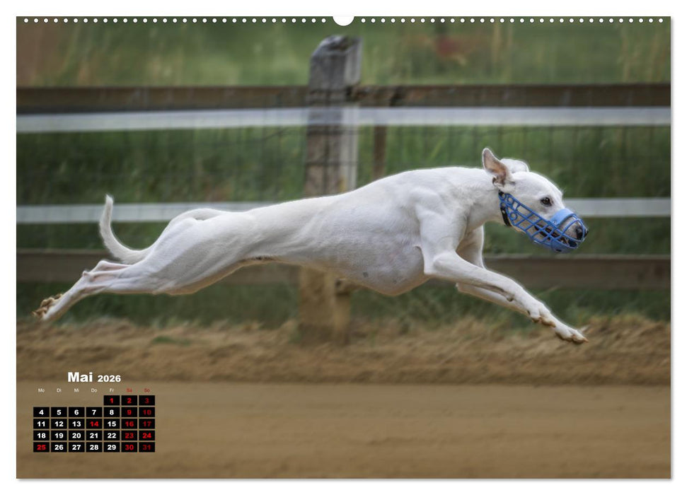 WHIPPETS - SCHNELL UND SCHÖN (CALVENDO Wandkalender 2026)