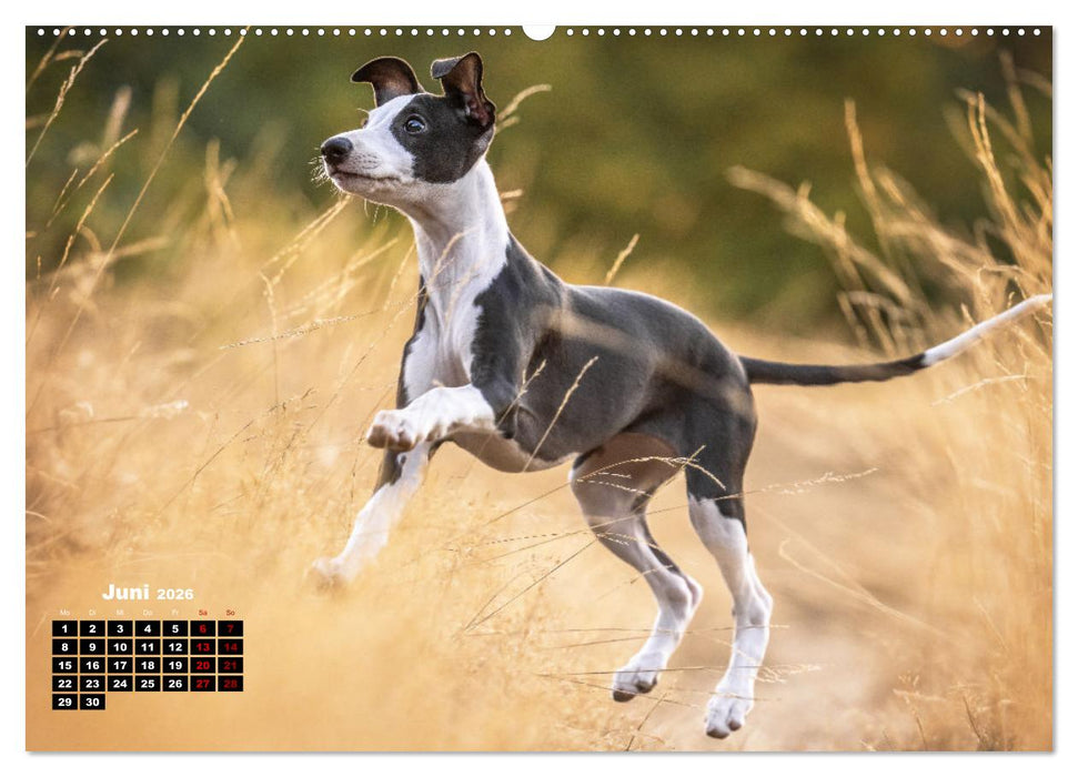 WHIPPETS - SCHNELL UND SCHÖN (CALVENDO Wandkalender 2026)