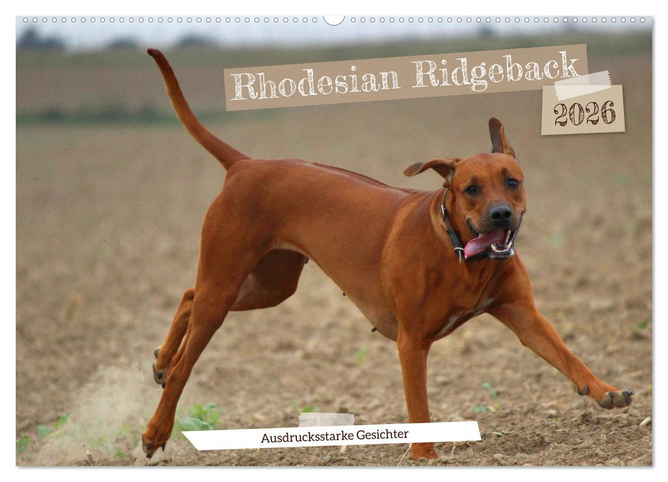 Rhodesian Ridgeback - Ausdrucksstarke Gesichter (CALVENDO Wandkalender 2026)