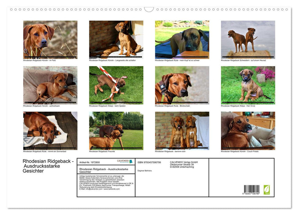 Rhodesian Ridgeback - Ausdrucksstarke Gesichter (CALVENDO Wandkalender 2026)