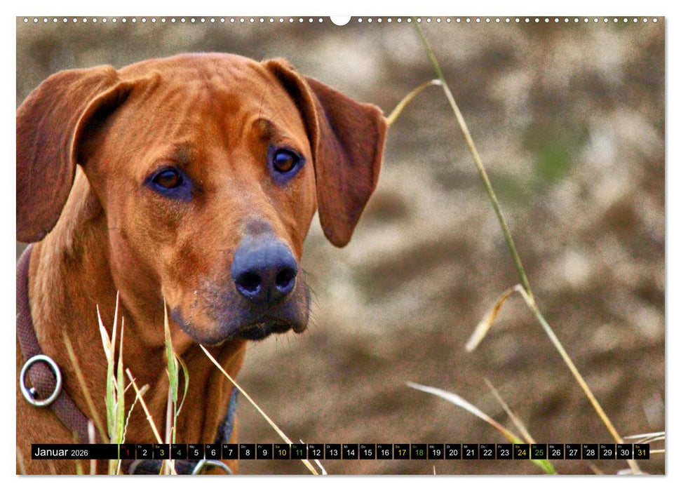 Rhodesian Ridgeback - Ausdrucksstarke Gesichter (CALVENDO Wandkalender 2026)