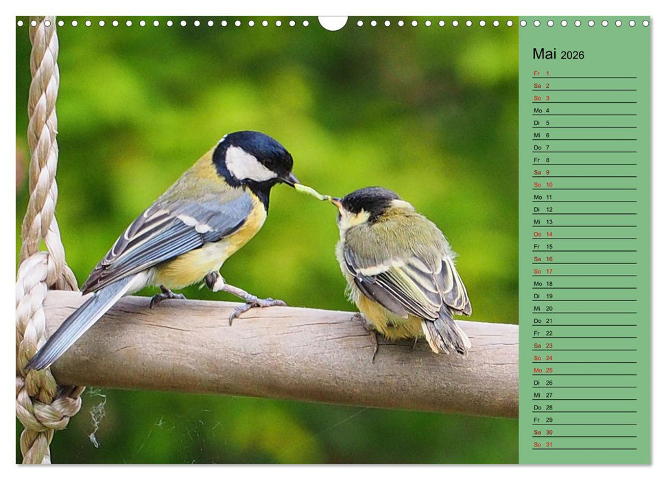 Heimische Vögel und Insekten in Wald und Flur (CALVENDO Wandkalender 2026)