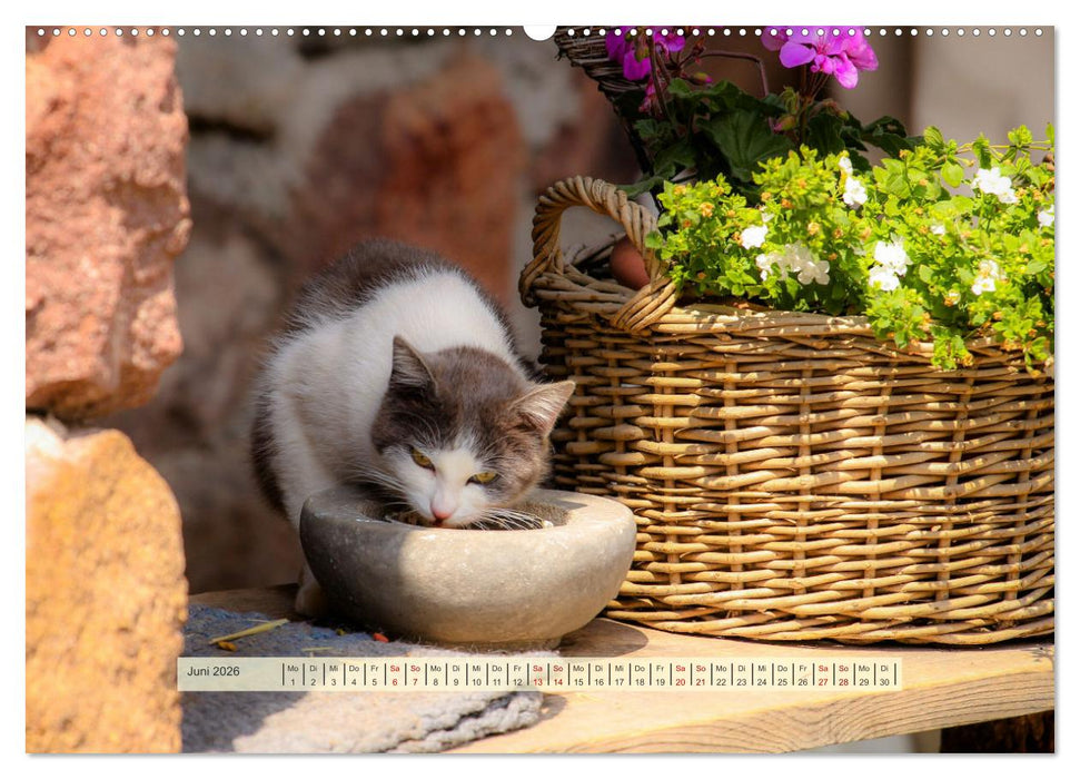 Almenglück (CALVENDO Wandkalender 2026)