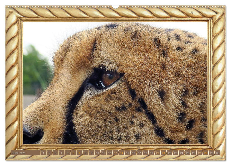 Augenblicke aus Afrika (CALVENDO Wandkalender 2026)