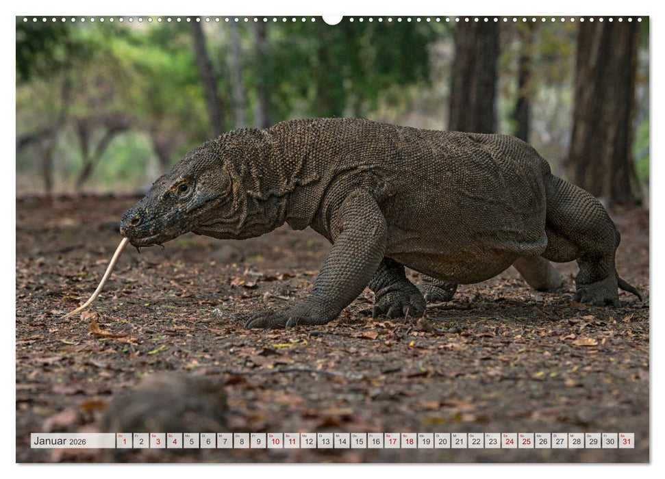 Drachen: Geheimnisvolles Tierreich (CALVENDO Wandkalender 2026)