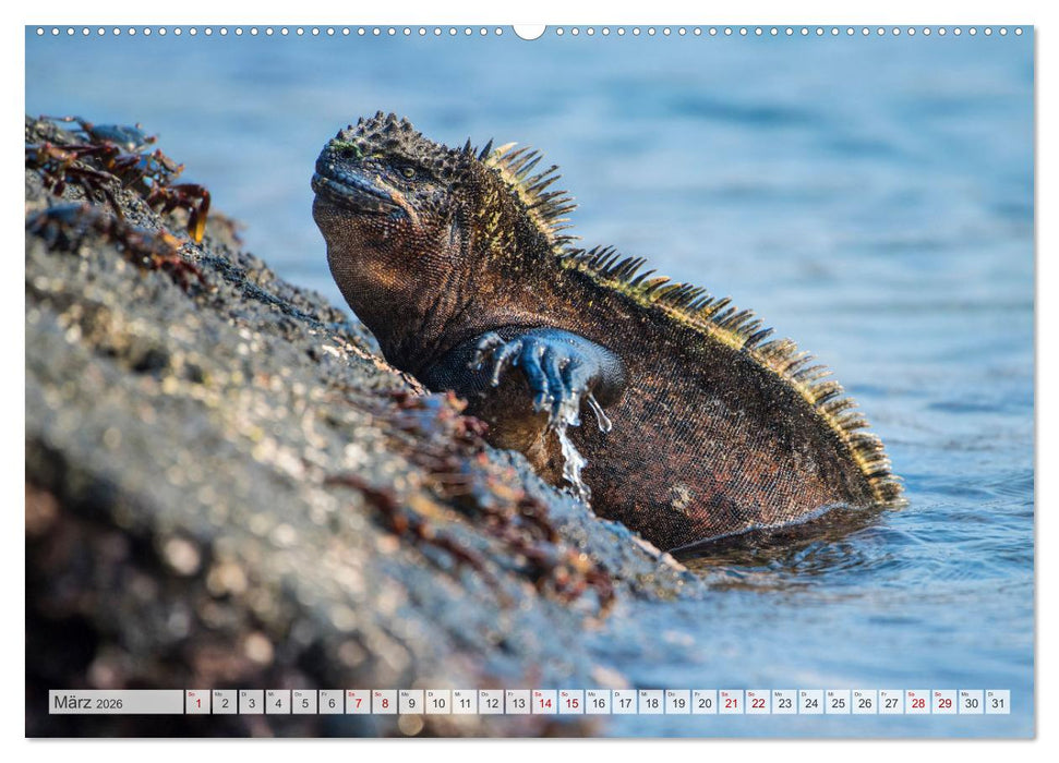 Drachen: Geheimnisvolles Tierreich (CALVENDO Wandkalender 2026)