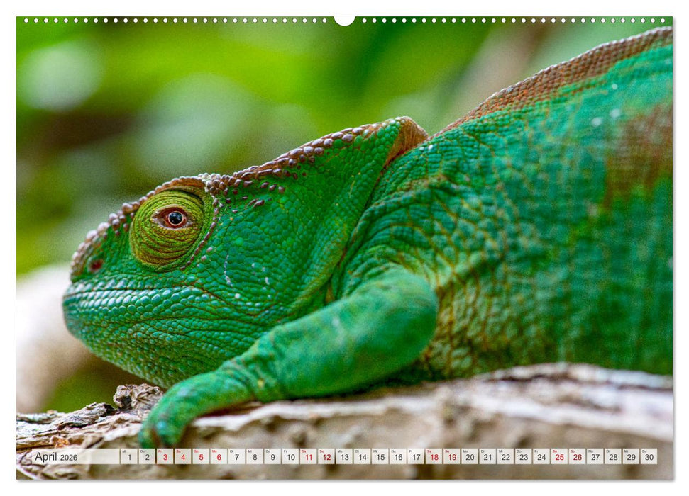 Drachen: Geheimnisvolles Tierreich (CALVENDO Wandkalender 2026)