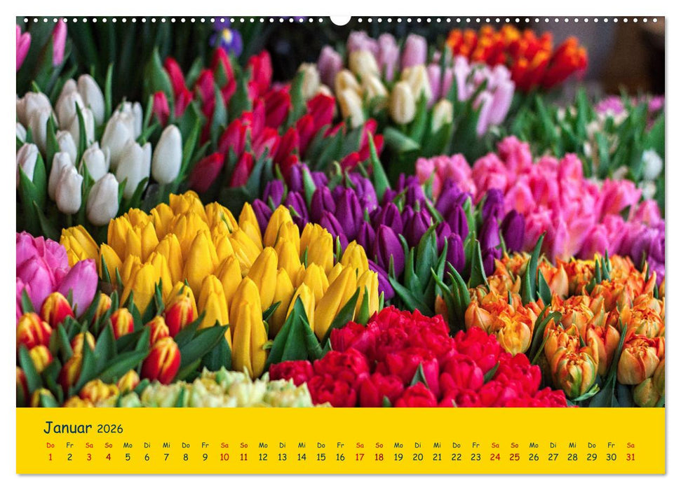 Tulpentraum (CALVENDO Wandkalender 2026)