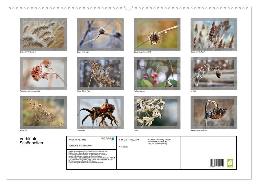 Verblühte Schönheiten (CALVENDO Wandkalender 2026)