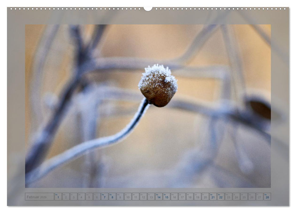 Verblühte Schönheiten (CALVENDO Wandkalender 2026)