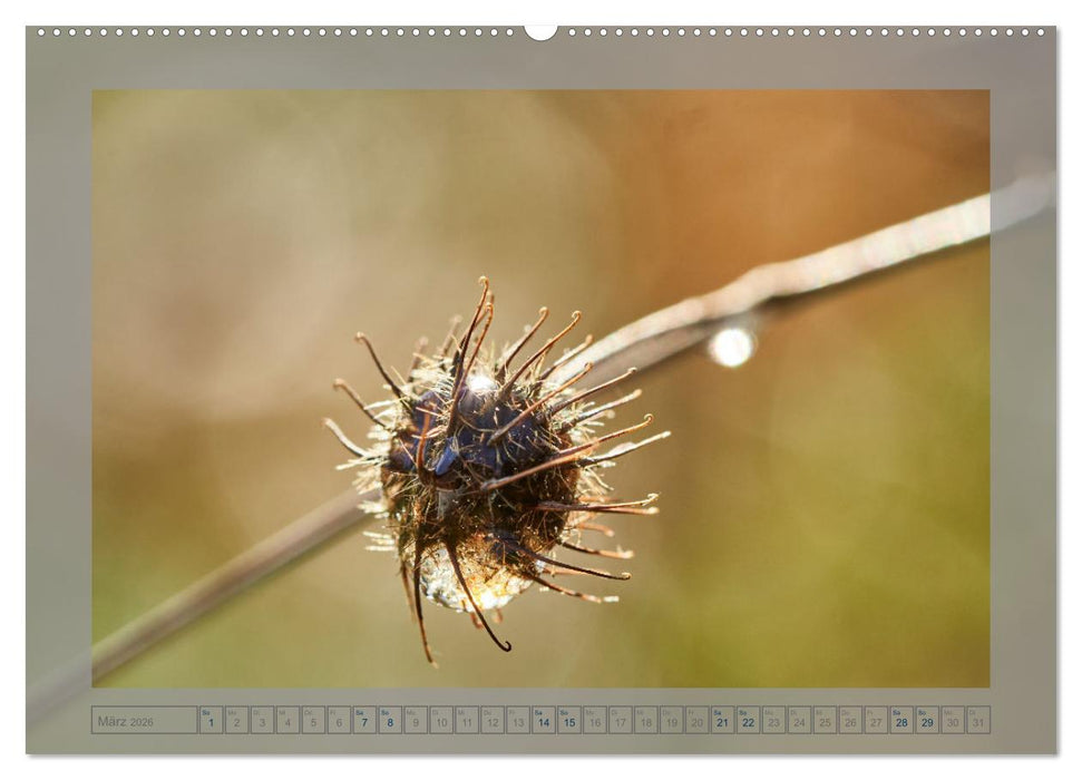 Verblühte Schönheiten (CALVENDO Wandkalender 2026)