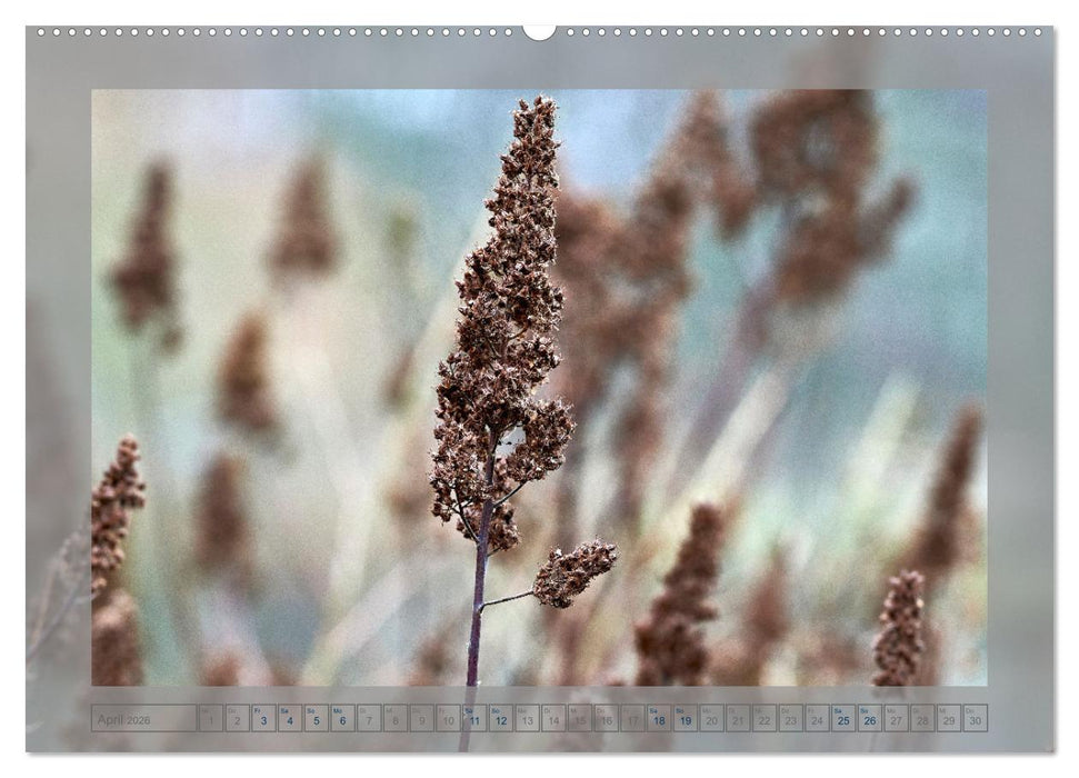 Verblühte Schönheiten (CALVENDO Wandkalender 2026)