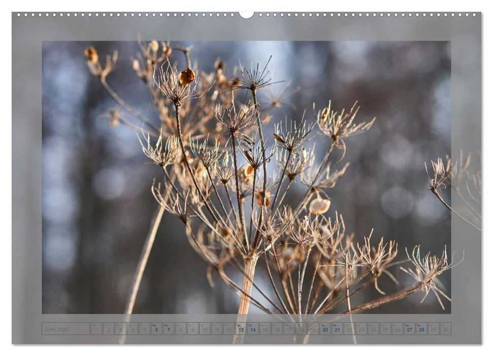 Verblühte Schönheiten (CALVENDO Wandkalender 2026)
