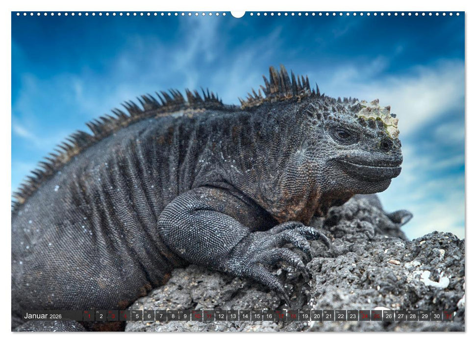 Die faszinierende Tierwelt der Galapagos-Inseln (CALVENDO Wandkalender 2026)