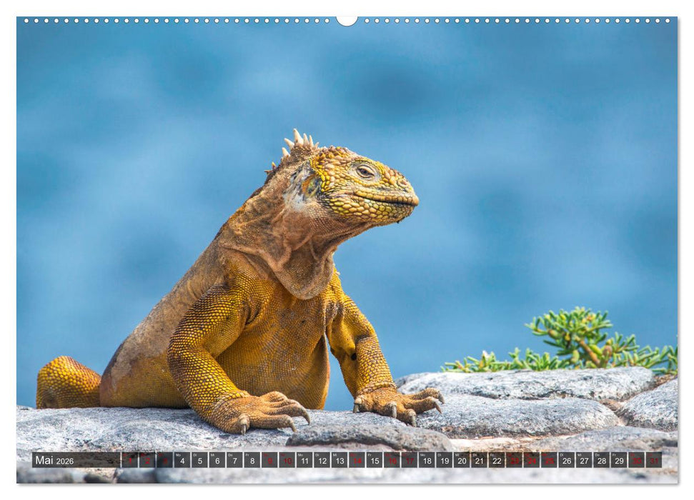 Die faszinierende Tierwelt der Galapagos-Inseln (CALVENDO Wandkalender 2026)