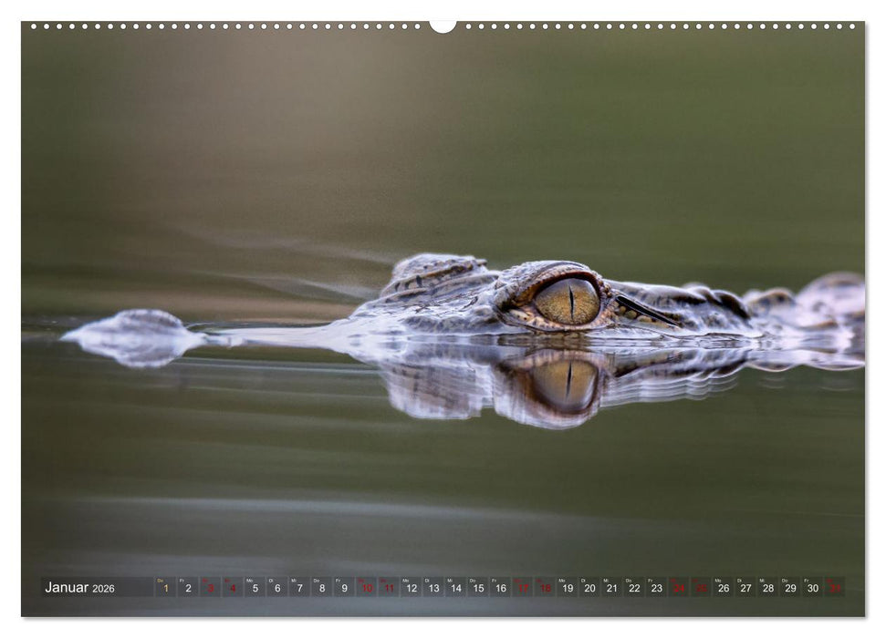 Südafrika wunderbare Tierwelt (CALVENDO Premium Wandkalender 2026)