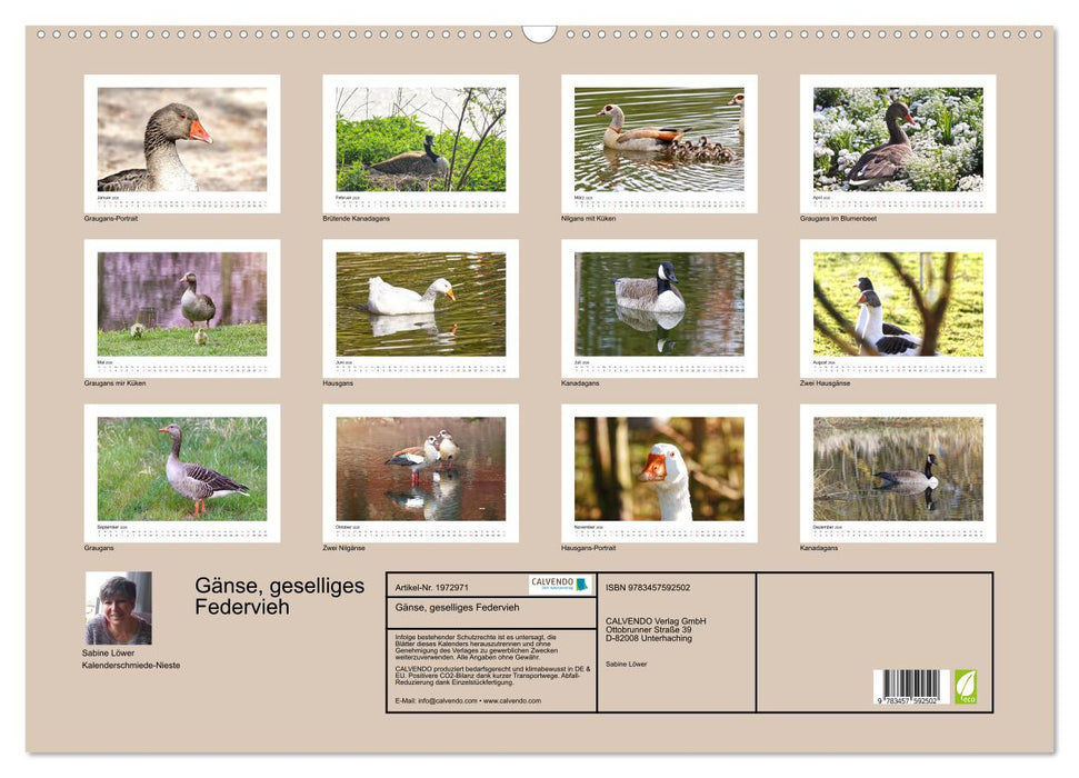 Gänse, geselliges Federvieh (CALVENDO Wandkalender 2026)
