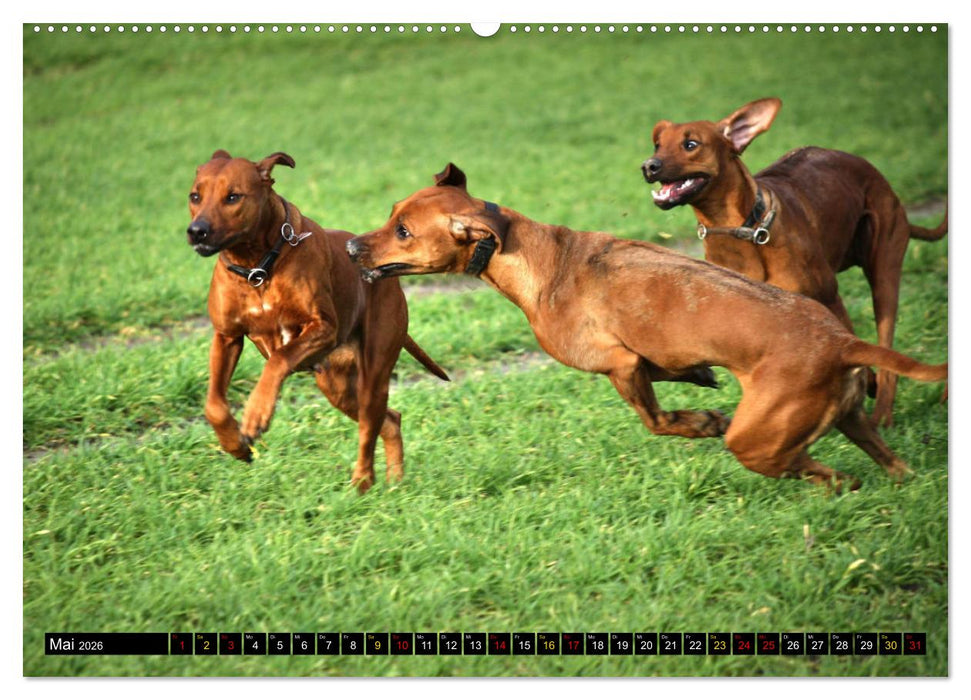 Rhodesian Ridgeback, Pure Lebensfreude (CALVENDO Premium Wandkalender 2026)