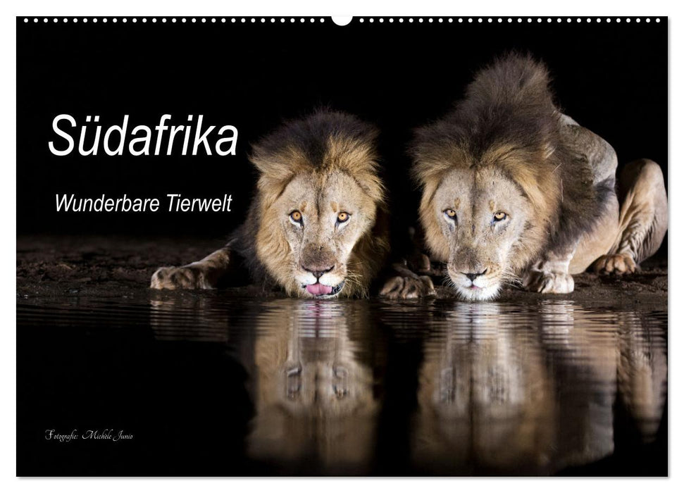 Südafrika wunderbare Tierwelt (CALVENDO Wandkalender 2026)