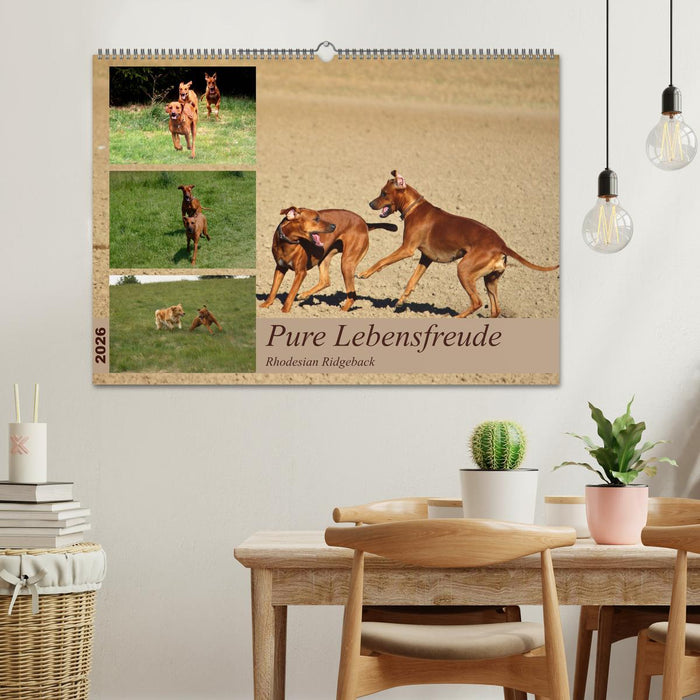 Rhodesian Ridgeback, Pure Lebensfreude (CALVENDO Wandkalender 2026)