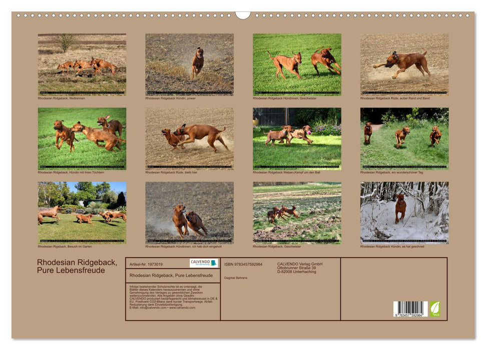 Rhodesian Ridgeback, Pure Lebensfreude (CALVENDO Wandkalender 2026)