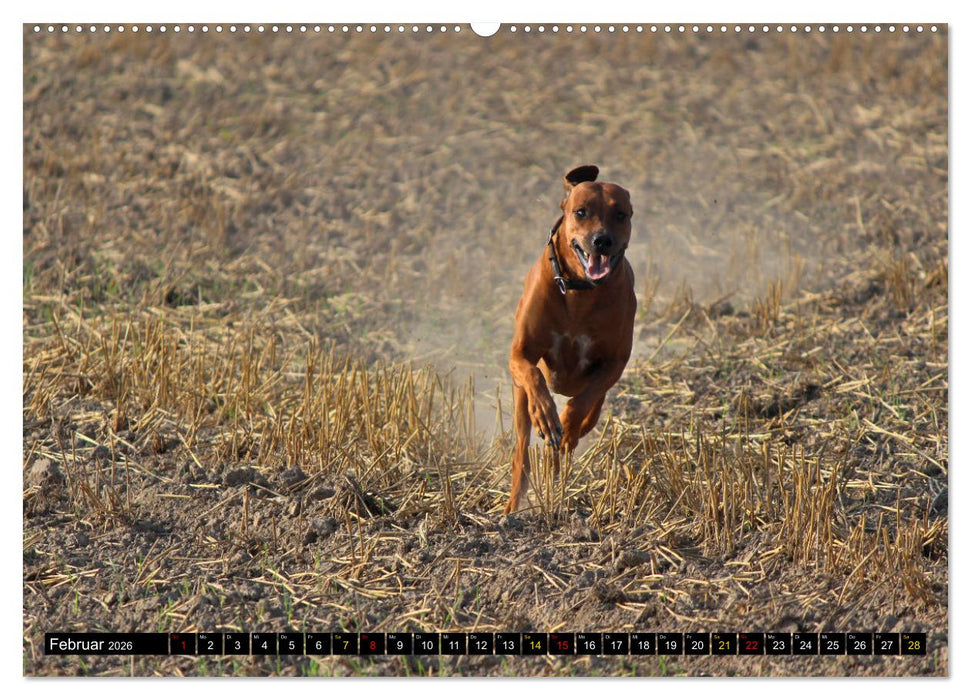 Rhodesian Ridgeback, Pure Lebensfreude (CALVENDO Wandkalender 2026)