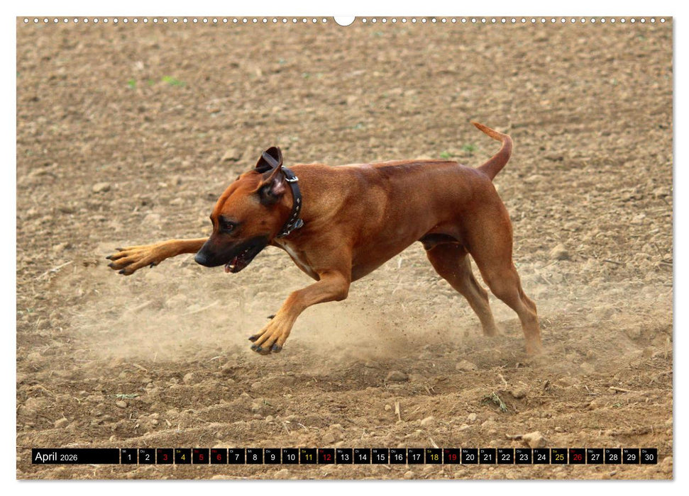 Rhodesian Ridgeback, Pure Lebensfreude (CALVENDO Wandkalender 2026)