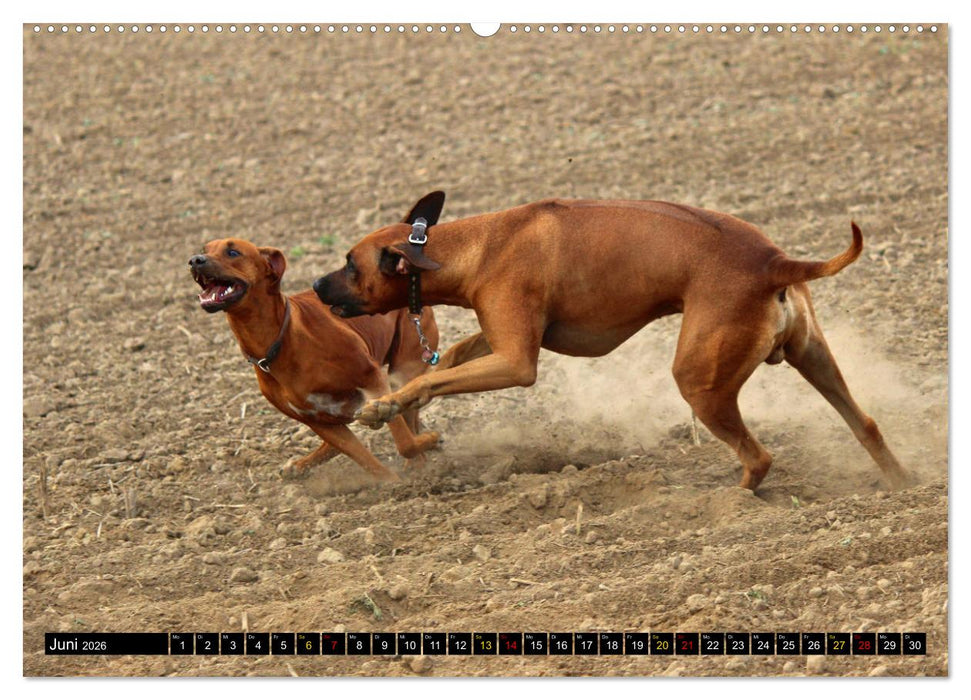 Rhodesian Ridgeback, Pure Lebensfreude (CALVENDO Wandkalender 2026)