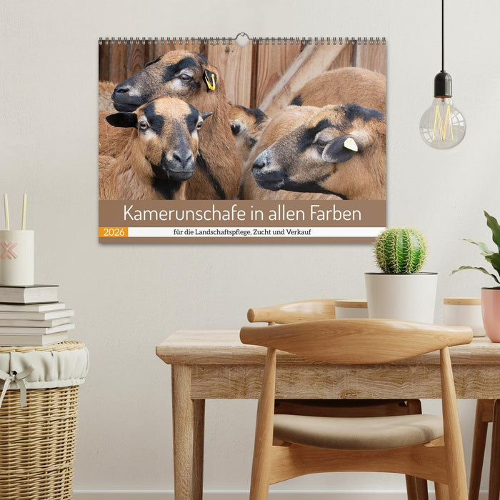 Kamerunschafe in allen Farben (CALVENDO Wandkalender 2026)