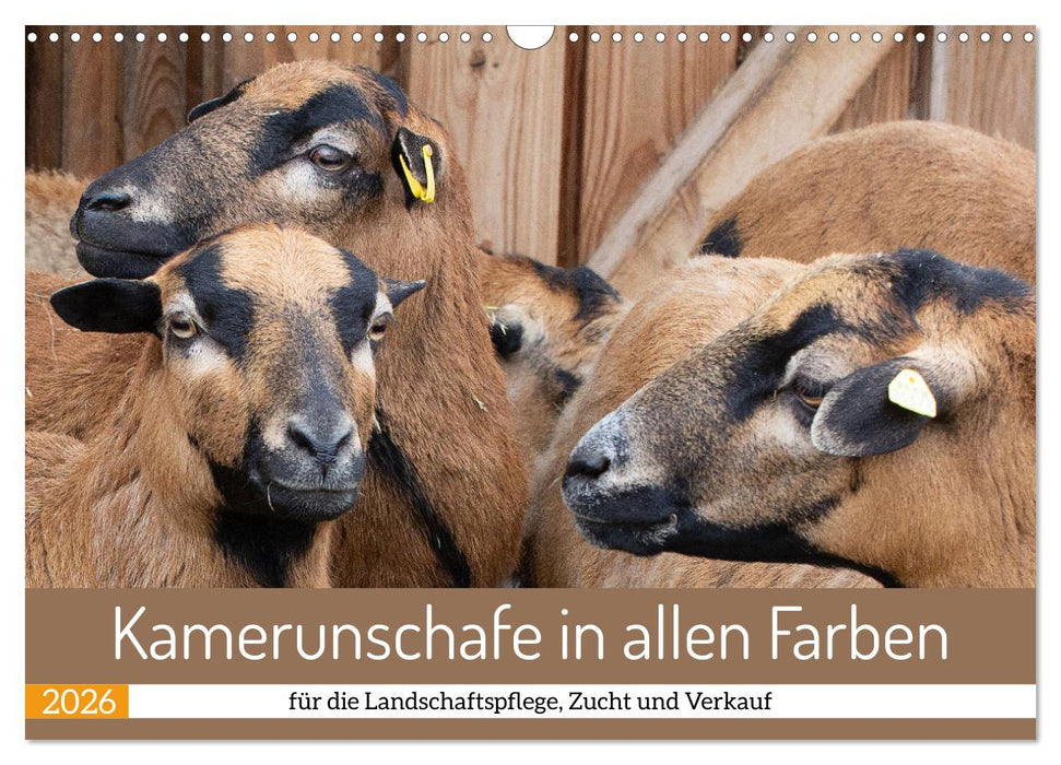 Kamerunschafe in allen Farben (CALVENDO Wandkalender 2026)