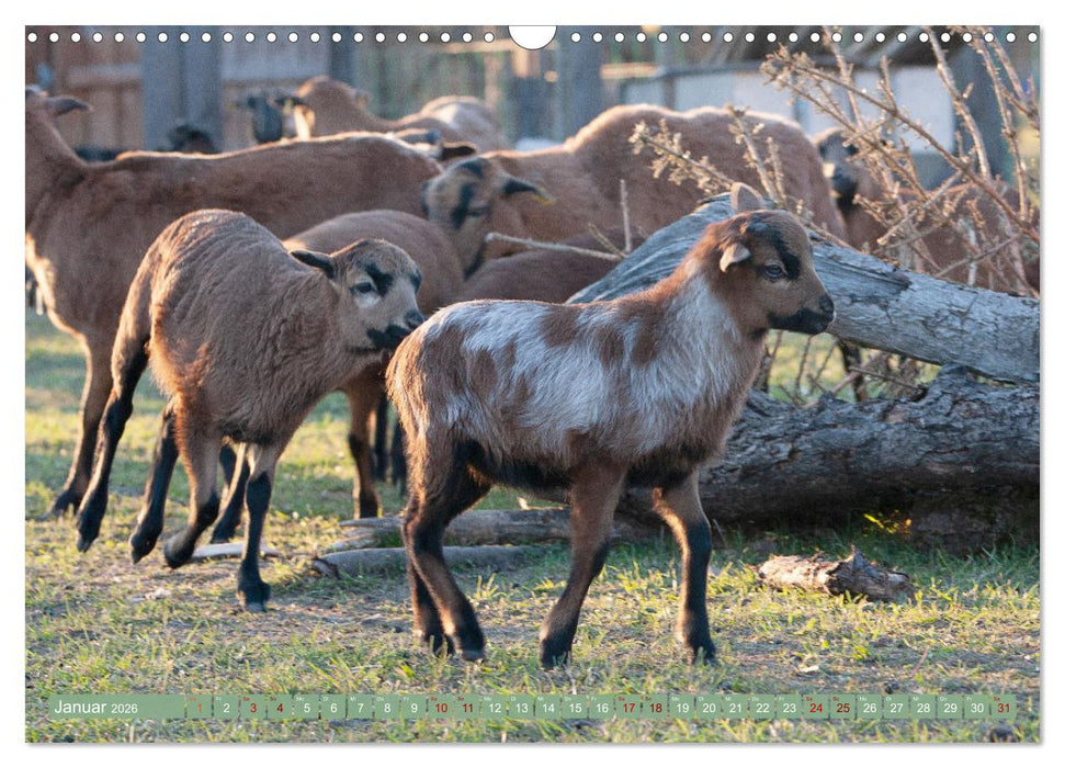 Kamerunschafe in allen Farben (CALVENDO Wandkalender 2026)