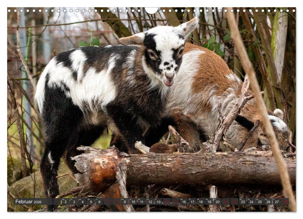 Kamerunschafe in allen Farben (CALVENDO Wandkalender 2026)