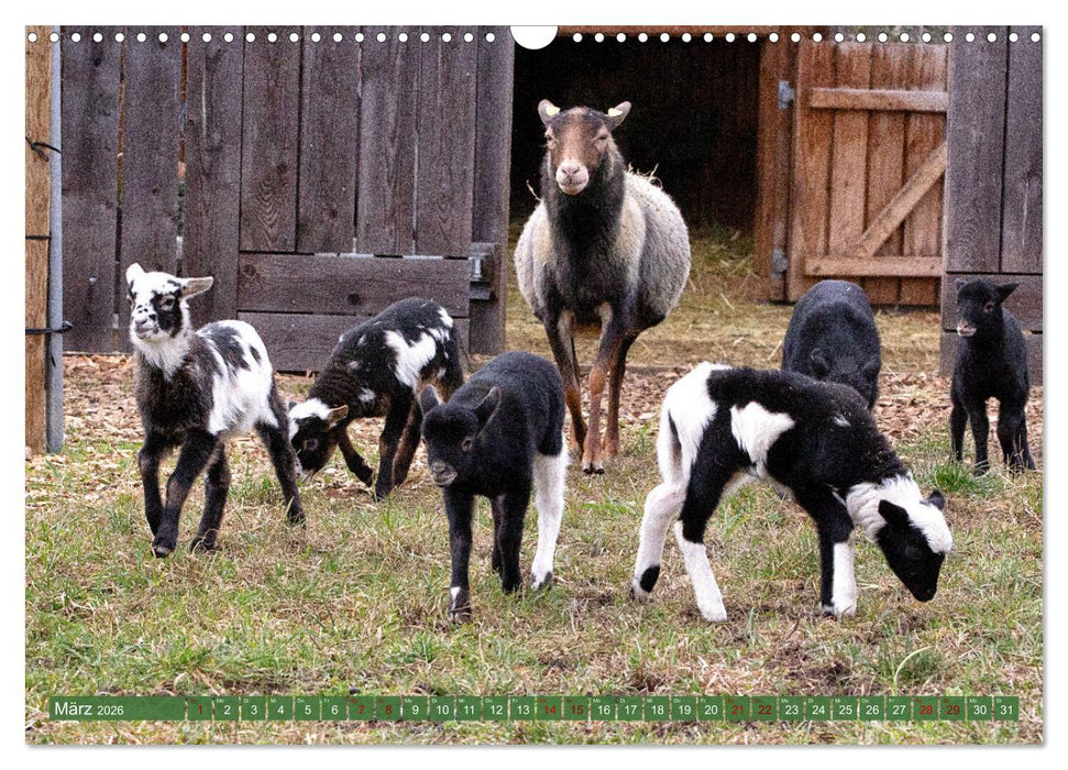 Kamerunschafe in allen Farben (CALVENDO Wandkalender 2026)