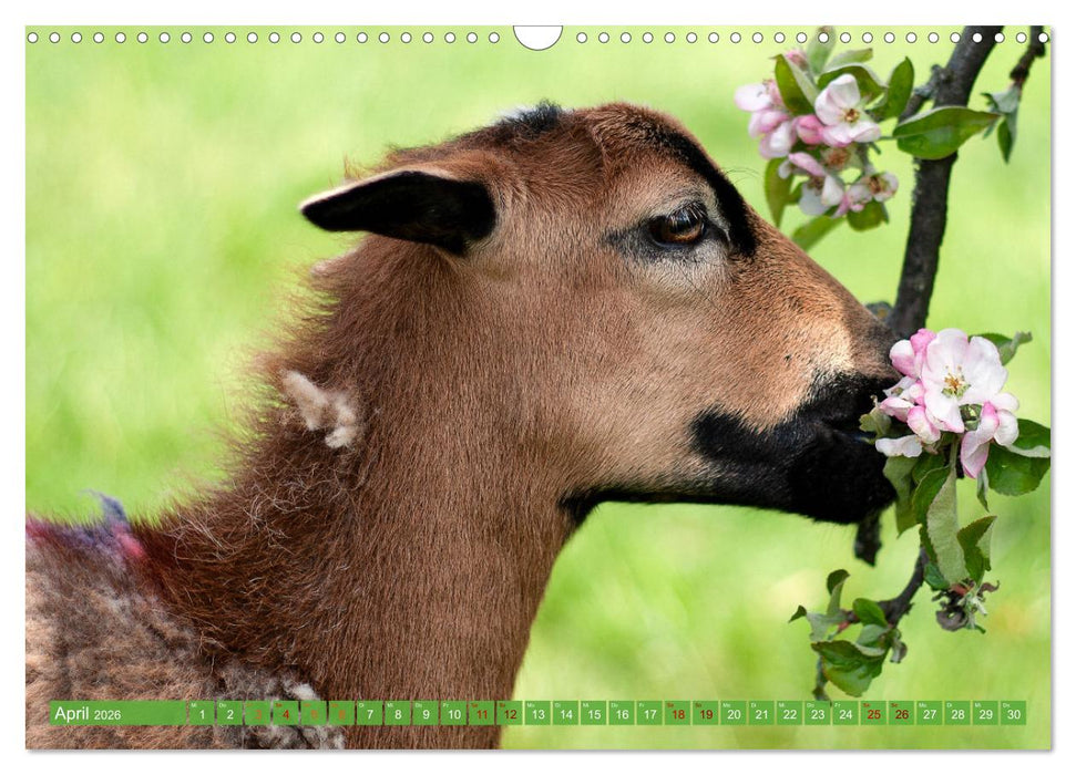 Kamerunschafe in allen Farben (CALVENDO Wandkalender 2026)