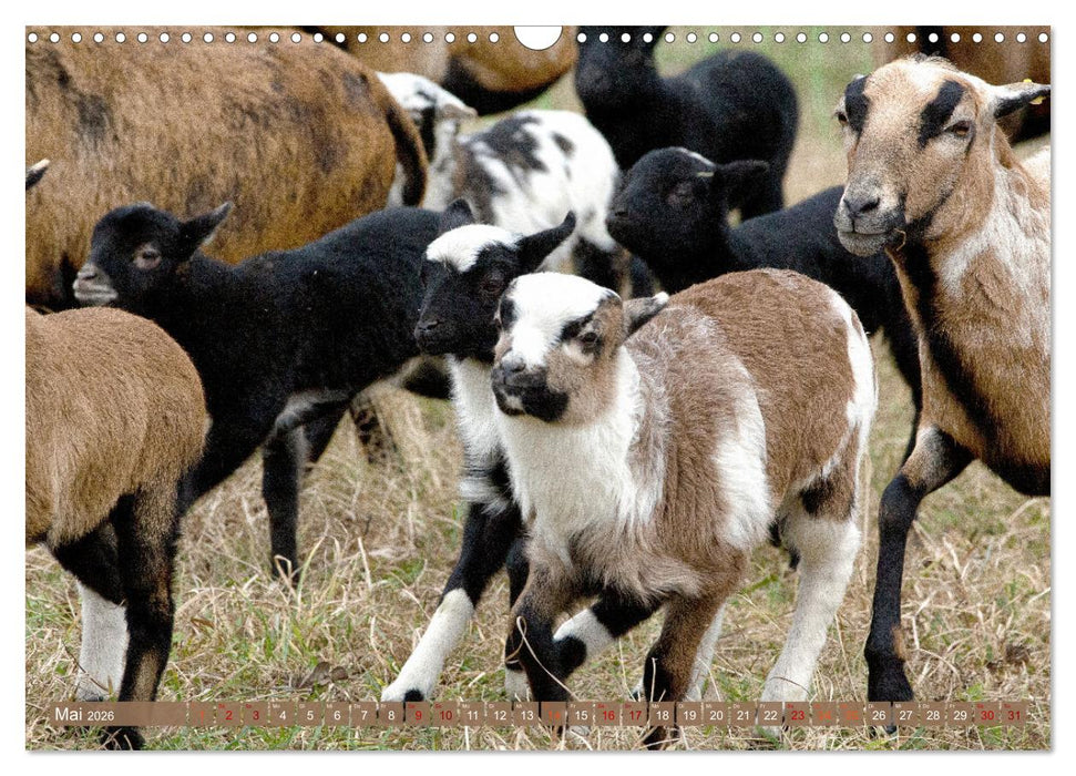 Kamerunschafe in allen Farben (CALVENDO Wandkalender 2026)