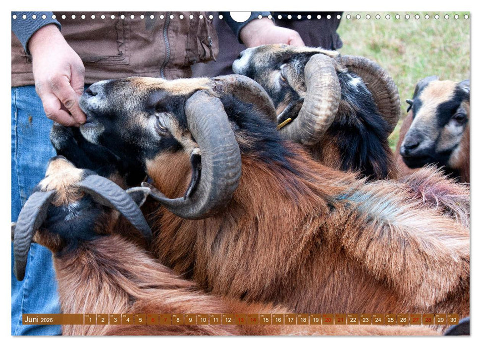 Kamerunschafe in allen Farben (CALVENDO Wandkalender 2026)