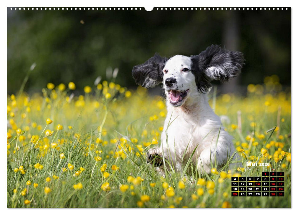 Hunde, unsere treuen Begleiter durch's Leben. (CALVENDO Wandkalender 2026)
