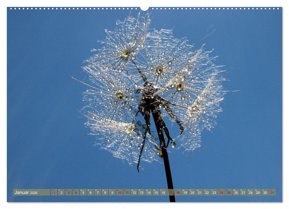 Magische Super-Makros (CALVENDO Wandkalender 2026)