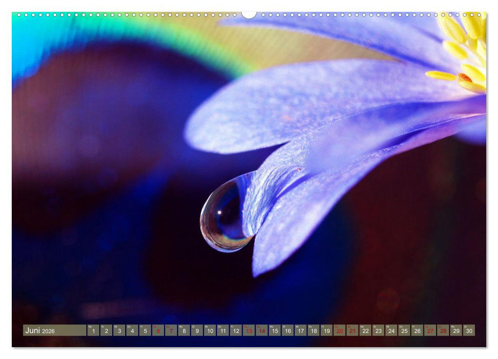 Magische Super-Makros (CALVENDO Wandkalender 2026)