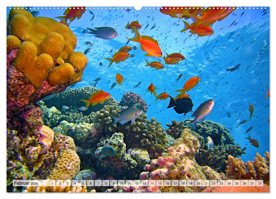 Abenteuer Riff - bunte Unterwasserwelt (CALVENDO Wandkalender 2026)