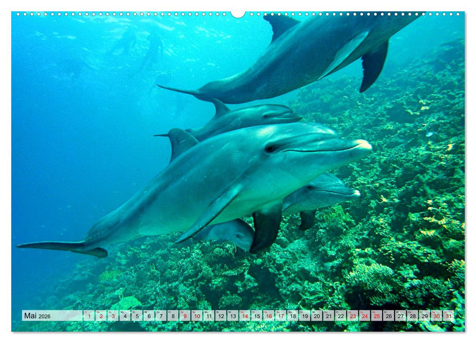 Abenteuer Riff - bunte Unterwasserwelt (CALVENDO Wandkalender 2026)